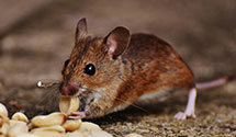 24 Hour & Emergency Exterminators in Saint Bernard, OH